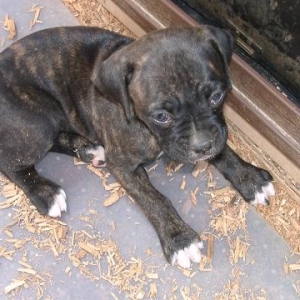 DiDi at 6 weeks (7-21-04)
