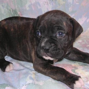 DiDi at 4 weeks