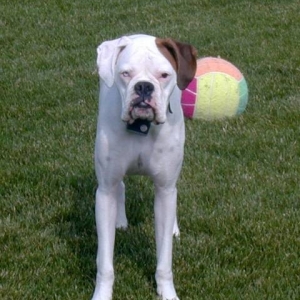 bgballl