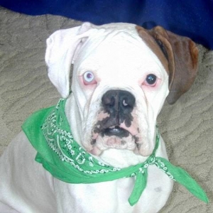 bgbandanna