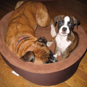 Lacy in Bell's Bed