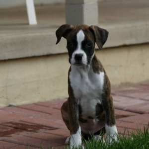 Our New Puppy Belle
