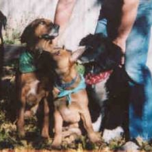 The Whole K-9 Family