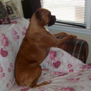 sitting belle