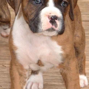 My New Pup at 6 weeks