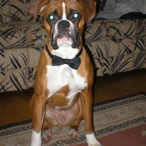 Party_Dog