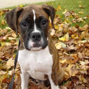 Stopping to rest while playing in the leaves