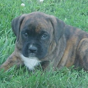 Roxy at 8 weeks