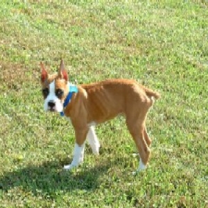 pretty ears