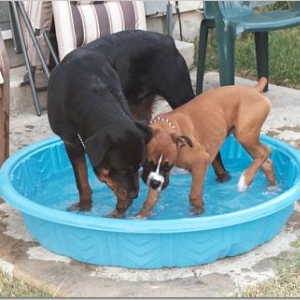 Deuce trying to kick Zero out of the pool