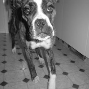 lily