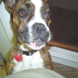 lily