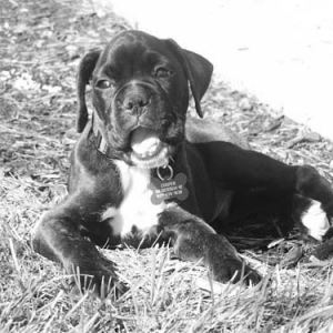 Cooper at 8 weeks