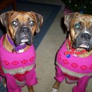 Christmas Sweaters!