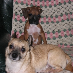 My 2 fur babies