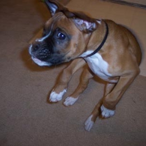 Lennox hops around!
