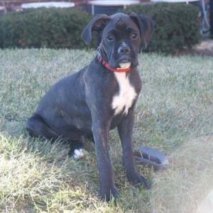 Sitting in his favorite spot outside