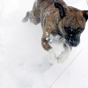 Lola (pug/jack russel)