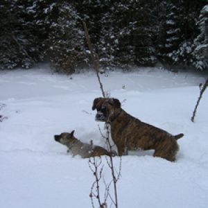 Rita and lola playing in the snow!