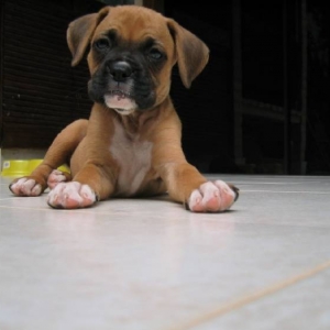 Toby