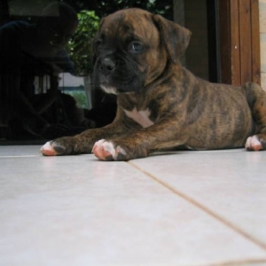 Bugsy
