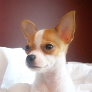 Zorro eager to meet his young boxer bro