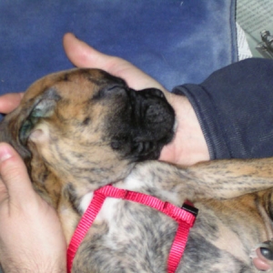 kiki napping (how unusual)