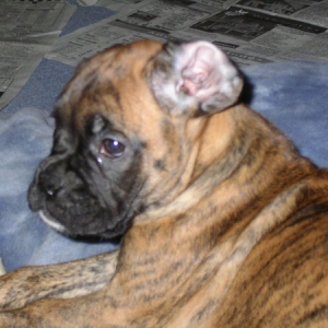 floppy ears