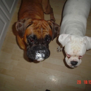 does one of you know where my yoghurt has gone
