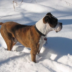 Pete up to his knees in 1st snow of year