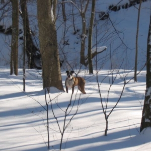 Pete loves the park - Indiana