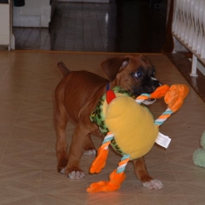 Samson and His Frog