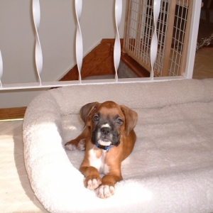 New DogBed