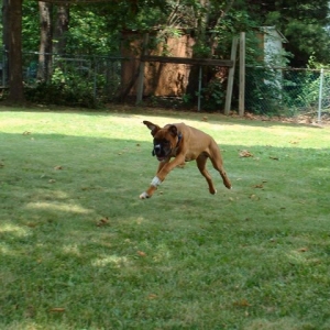 Samson In The Air