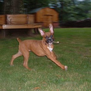 Bat Ears