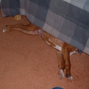Where's Samson?