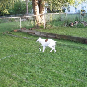 The sprinkler must die