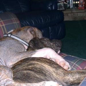 Remember we use to lay like this in the whelping box?