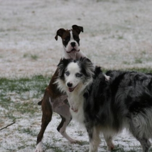 Fun in the snow.