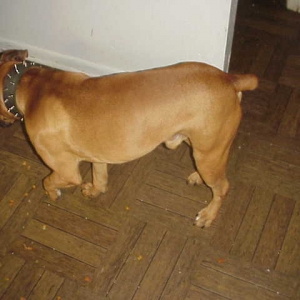 The Boxer of the house!!