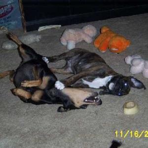 Playful Pups