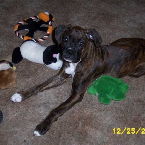 Christmas Toys!