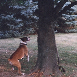 Candy can CLIMB!