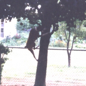 CANDY CLIMBING A TREE!