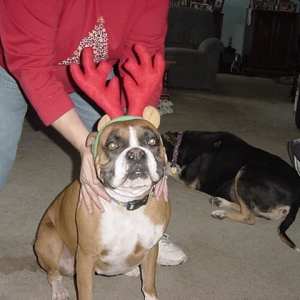Santa's newest reindeer