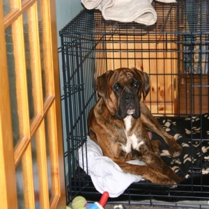 Max Relaxing at Home!