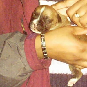 Sheeba