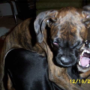 Gotcha Ya!!