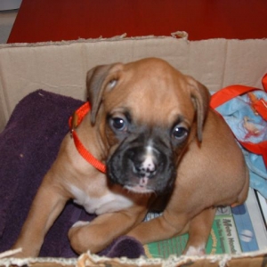Ruby the new baby