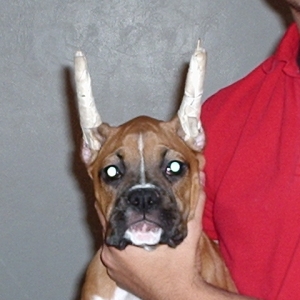 14 Week Head Shot